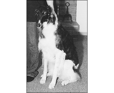 Top Obedience Borzoi 1999